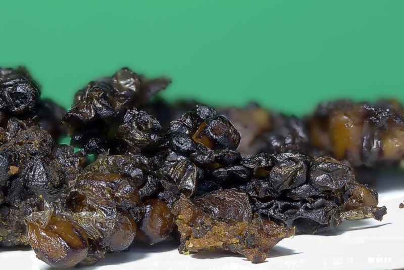 Trester - Reste aus einem Dampfschmelzer Trester - Reste aus einem Dampfschmelzer